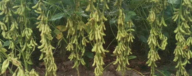 怎么种植黄豆，适合在4月份或6月份播种
