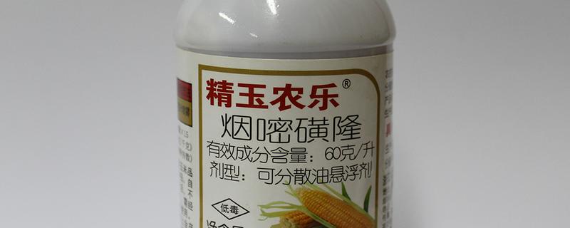 烟嘧磺隆对玉米产生药害怎么办，严重时可喷施赤霉素与尿素溶液