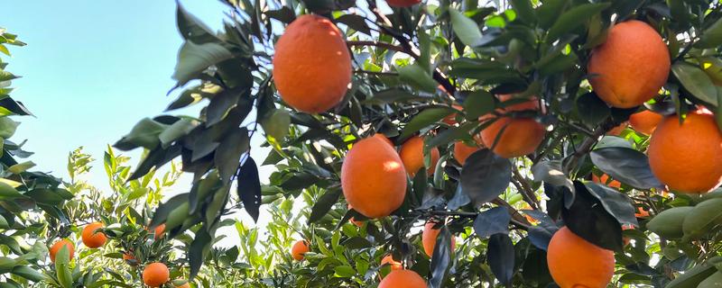 脐橙树为何长刺，树龄过小容易出现很多细刺