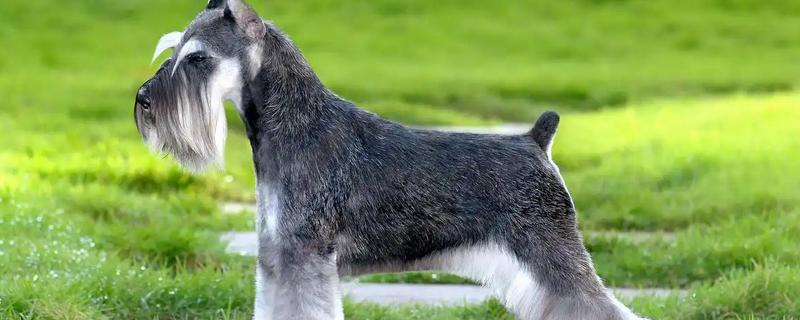 雪纳瑞的性格，雪纳瑞勇敢忠诚、聪明机灵