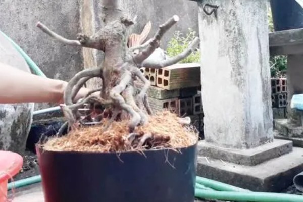 冬天怎么养殖下山桩，土壤泛白时要浇灌温水