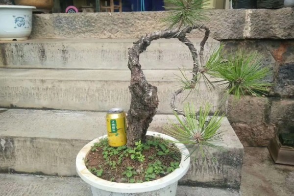 冬天怎么养殖下山桩，土壤泛白时要浇灌温水