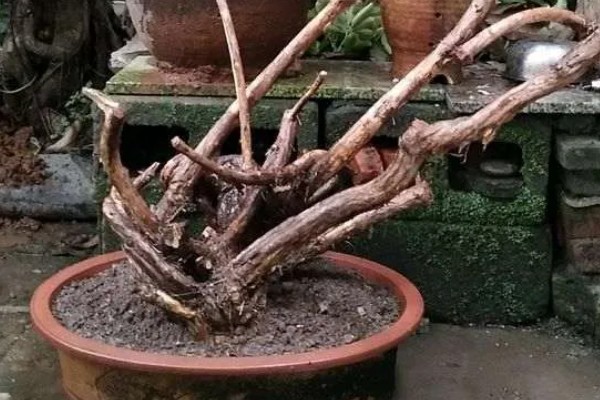 冬天怎么养殖下山桩，土壤泛白时要浇灌温水