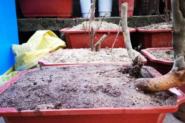 冬天怎么养殖下山桩，土壤泛白时要浇灌温水