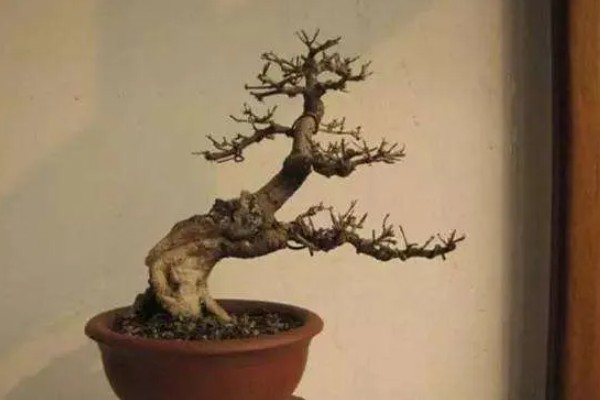 冬天怎么养殖下山桩，土壤泛白时要浇灌温水