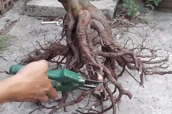 冬天怎么养殖下山桩，土壤泛白时要浇灌温水