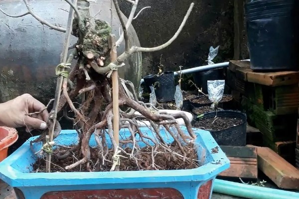 冬天怎么养殖下山桩，土壤泛白时要浇灌温水