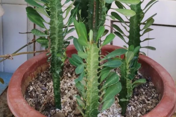 怎么养龙骨，需将其养护在阳光充足的地方