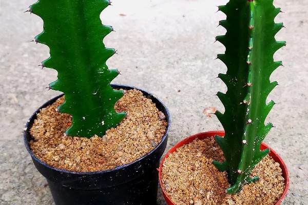 怎么养龙骨，需将其养护在阳光充足的地方