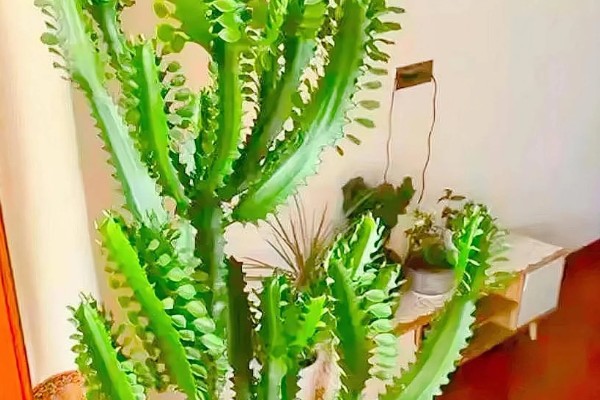 怎么养龙骨，需将其养护在阳光充足的地方