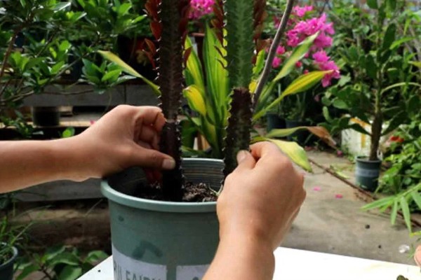 怎么养龙骨，需将其养护在阳光充足的地方