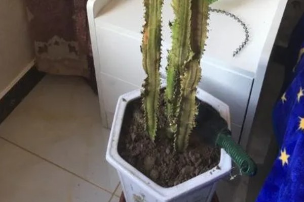 怎么养龙骨，需将其养护在阳光充足的地方