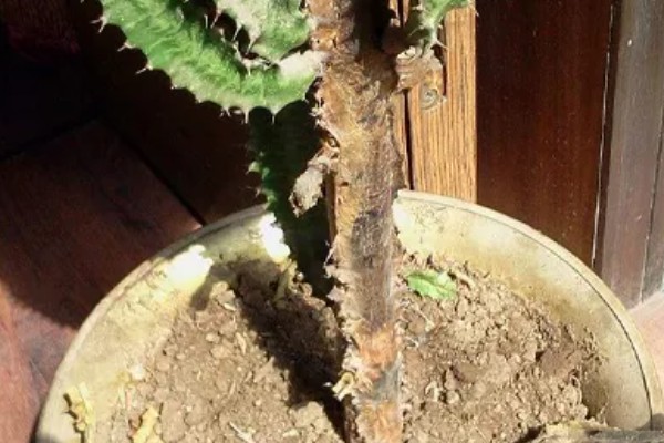 怎么养龙骨，需将其养护在阳光充足的地方