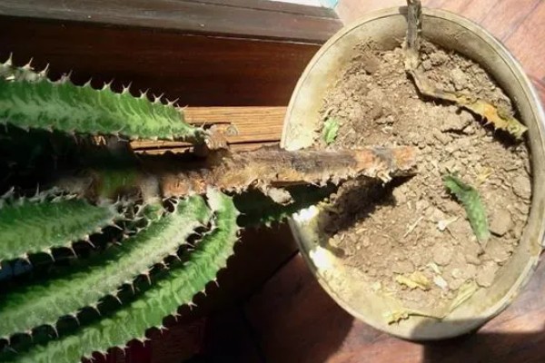 怎么养龙骨，需将其养护在阳光充足的地方