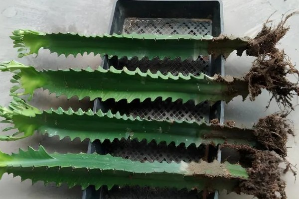 怎么养龙骨，需将其养护在阳光充足的地方