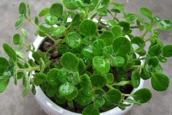 冬季怎么养护碰碰香，温度要保持在5℃以上