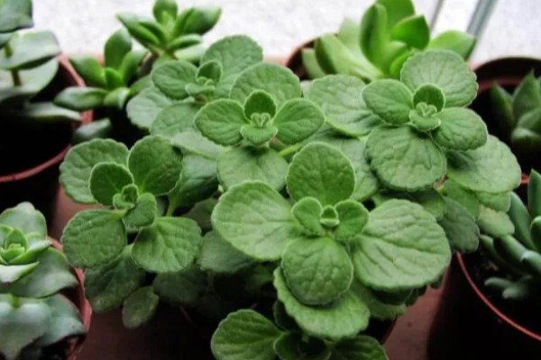 冬季怎么养护碰碰香，温度要保持在5℃以上