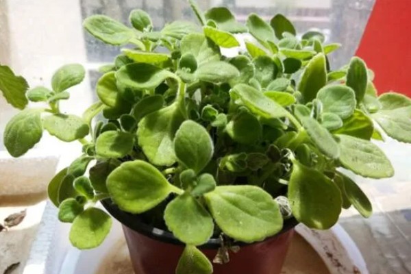 冬季怎么养护碰碰香，温度要保持在5℃以上