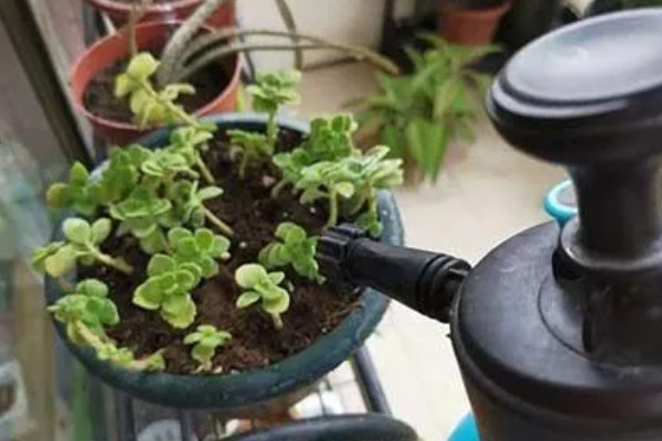 冬季怎么养护碰碰香，温度要保持在5℃以上