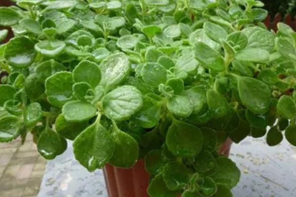 冬季怎么养护碰碰香，温度要保持在5℃以上