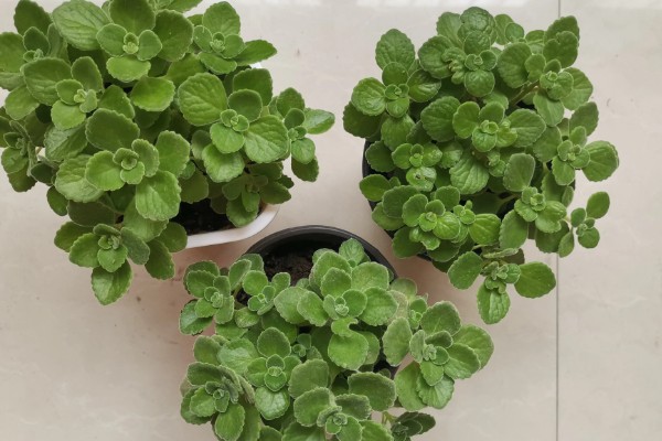 冬季怎么养护碰碰香，温度要保持在5℃以上