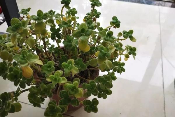 冬季怎么养护碰碰香，温度要保持在5℃以上