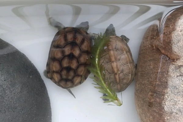 怎么养中华草龟，水质要保证干净清澈