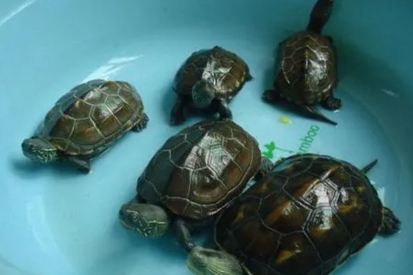 怎么养中华草龟，水质要保证干净清澈