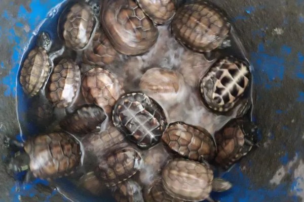 怎么养中华草龟，水质要保证干净清澈