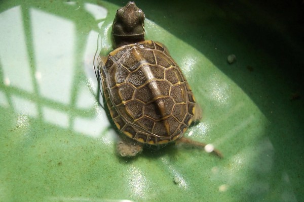 怎么养中华草龟，水质要保证干净清澈