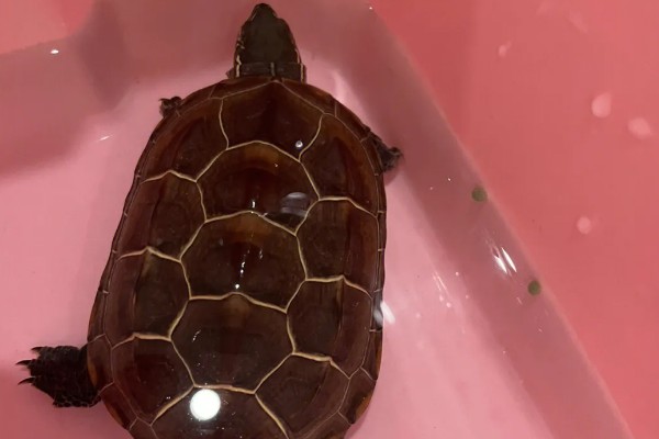 怎么养中华草龟，水质要保证干净清澈