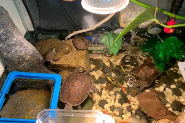 怎么养中华草龟，水质要保证干净清澈