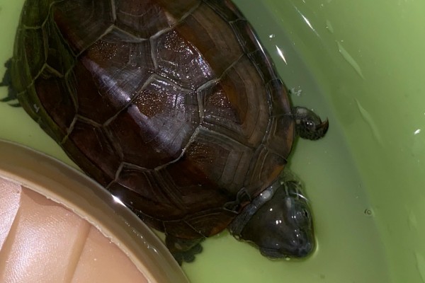 怎么养中华草龟，水质要保证干净清澈