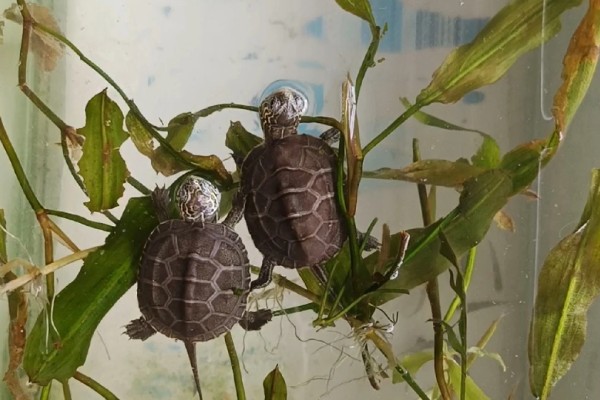 怎么养中华草龟，水质要保证干净清澈