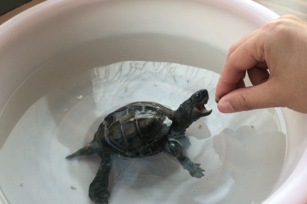 怎么养中华草龟，水质要保证干净清澈