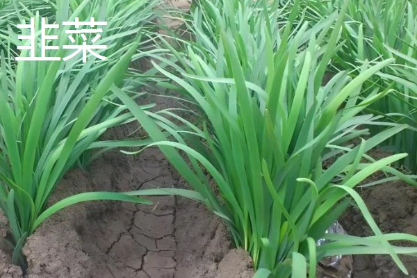 哪些蔬菜在3月份播种6月份收获,常见韭菜、黄瓜、白菜等品种