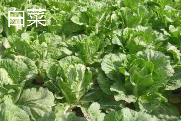 哪些蔬菜在3月份播种6月份收获,常见韭菜、黄瓜、白菜等品种