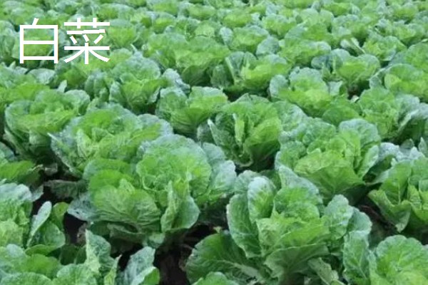 哪些蔬菜在3月份播种6月份收获,常见韭菜、黄瓜、白菜等品种