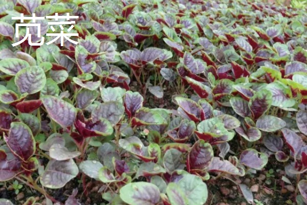 哪些蔬菜在3月份播种6月份收获,常见韭菜、黄瓜、白菜等品种