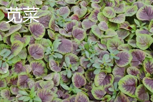 哪些蔬菜在3月份播种6月份收获,常见韭菜、黄瓜、白菜等品种
