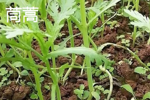 哪些蔬菜在3月份播种6月份收获,常见韭菜、黄瓜、白菜等品种