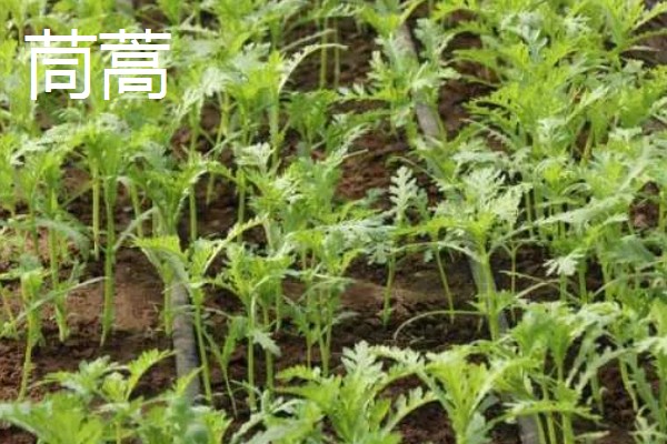 哪些蔬菜在3月份播种6月份收获,常见韭菜、黄瓜、白菜等品种