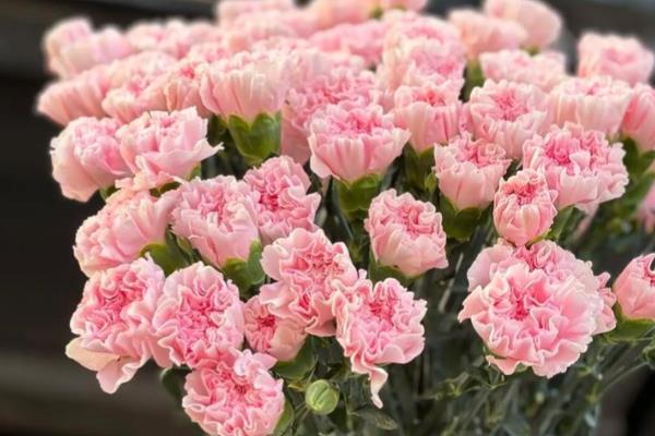 康乃馨是不是多年生植物，属于石竹科多年生草本植物