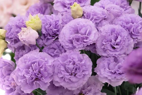 康乃馨是不是多年生植物，属于石竹科多年生草本植物