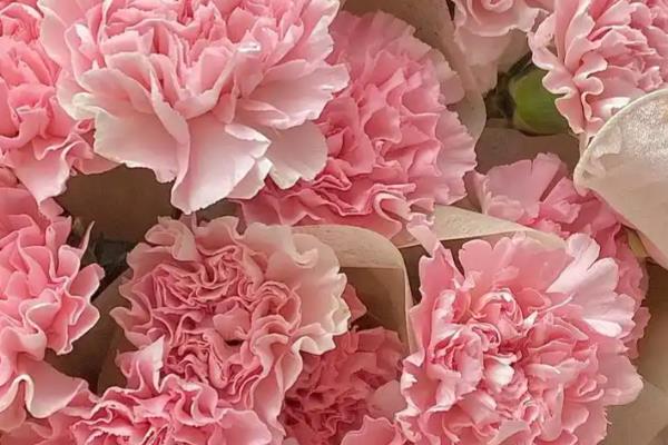 康乃馨是不是多年生植物，属于石竹科多年生草本植物