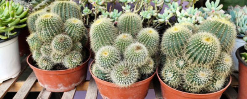 判断仙人球缺水的方式，其叶片会出现褶皱