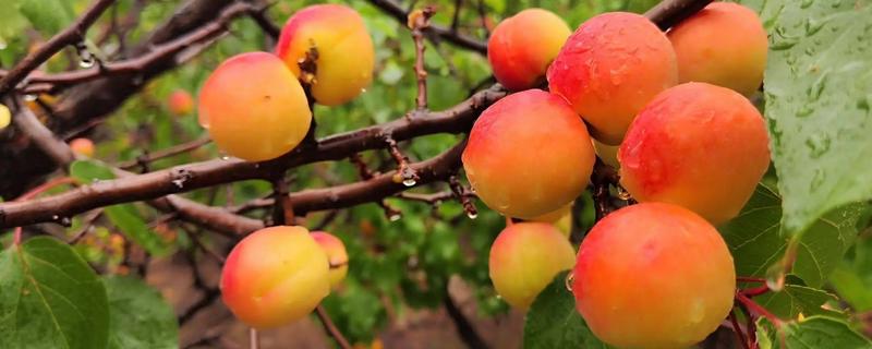 鲜食杏如何贮藏运输，运输过程中应轻装稳运