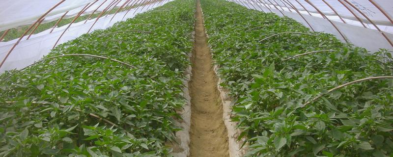 茄果类蔬菜怎么防治病害，播种前用温水浸种或用药物拌种