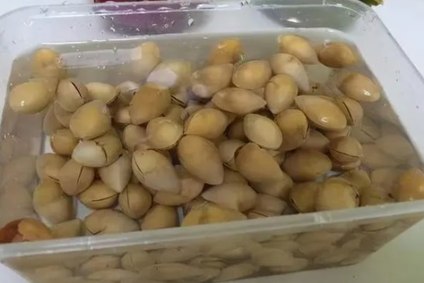 捡到的银杏果如何种植，需要对其种子进行催芽