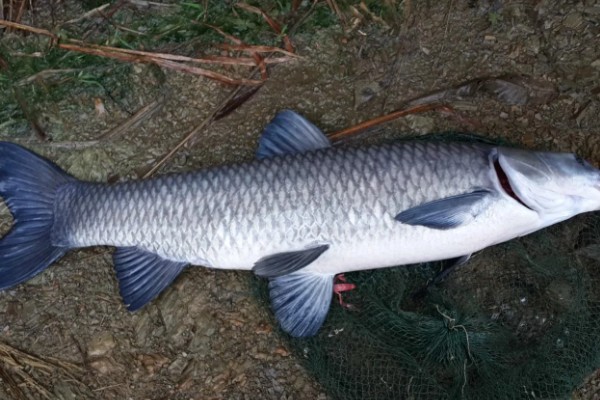 10厘米青鱼一年可以长多大，一年能长到1-2千克